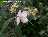 Celinda - Philadelphus coronarius. Navas de San Juan