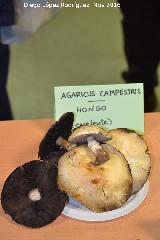 Champion silvestre - Agaricus campestris. Navas de San Juan