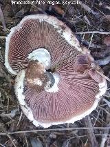 Champion silvestre - Agaricus campestris. 