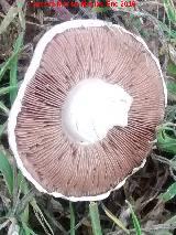 Champion silvestre - Agaricus campestris. 