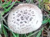 Champion silvestre - Agaricus campestris. 