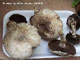 Champion silvestre - Agaricus campestris. Navas de San Juan