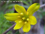 Azafrn dorado - Sternbergia lutea. Fuente de la Pea. Jan