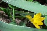 Azafrn dorado - Sternbergia lutea. Navas de San Juan