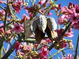 Brachichito rosa - Brachychiton discolor. Benalmdena