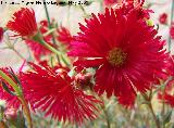 Roco prpura - Drosanthemum hispidum. Los Villares