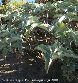 Kalanchoe beharensis - Kalanchoe beharensis. Benalmdena