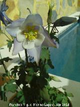 Aguilea caeruela - Aquilegia caerulea. Los Villares