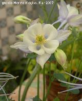 Aguilea caeruela - Aquilegia caerulea. Navas de San Juan