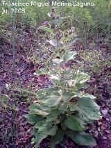 Bardana - Arctium lappa. Segura