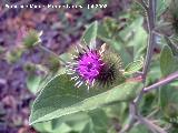 Bardana - Arctium lappa. Segura