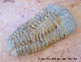 Trilobites de Callimene - Colpocoryphe grandis. Alnif (Marruecos)