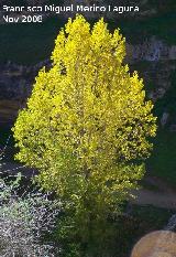 lamo tembln - Populus tremula. Alhama de Granada