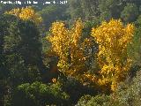 lamo tembln - Populus tremula. El Vaquerizo - Castellar