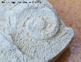 Ammonites Emericeras - Emericeras sp.. Los Villares