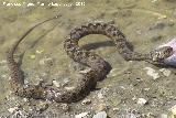 Culebra viperina - Natrix maura. La Beata - Valdepeas