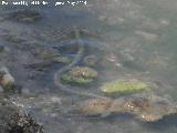 Culebra viperina - Natrix maura. Laguna - Torredonjimeno