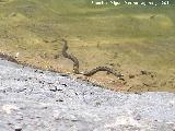 Culebra viperina - Natrix maura. Laguna de Valdeazores