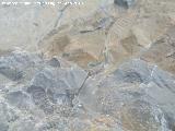 Ammonites Anahamulina - Anahamulina sp.. Cascada de Ro Fro - Los Villares