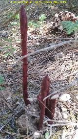 Orobanche - Orobanche Sp.. Los Pardales - Orcera