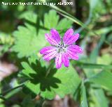 Geranio blando - Geranium molle. Jan