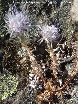 Jasione crispa - Jasione crispa. La Cimbarra - Aldeaquemada