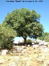 Torcal de Antequera. Arce de Montpelier. 