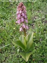 Orqudea gigante