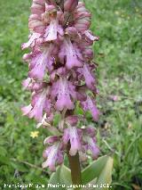 Orqudea gigante - Barlia robertiana. Encina Hermosa - Castillo de Locubn