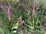 Orqudea gigante - Barlia robertiana. Los Caones - Los Villares