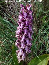 Orqudea gigante - Barlia robertiana. Los Caones - Los Villares