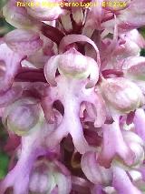 Orqudea gigante - Barlia robertiana. La Camua - Castillo de Locubn