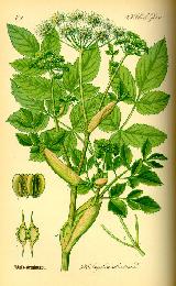 Anglica silvestre - Angelica sylvestris. 