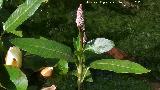 Chilillo de Agua - Persicaria amphibia. Carmen de los Mrtires - Granada