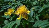 Barba de Aarn - Hypericum calycinum. Carmen de los Mrtires - Granada