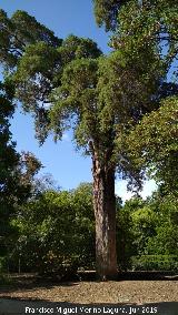 Carmen de los Mrtires. Cedro de San Juan. 