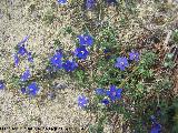 Muraje - Anagallis arvensis. Santa Potenciana - Villanueva de la Reina