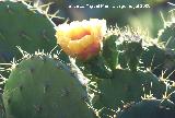 Cactus Chumbera - Opuntia ficus-indica. Benalmdena