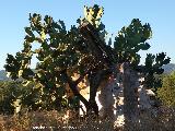 Cactus Chumbera - Opuntia ficus-indica. Casera de Santa Cecilia - Marmolejo