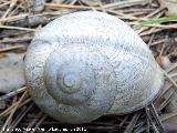 Caracol de monte - Iberus gualterianus alonensis. La Hoya - Jan