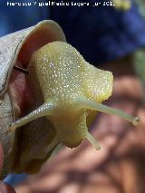 Caracol de monte - Iberus gualterianus alonensis. La Hoya - Los Villares