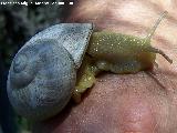 Caracol de monte - Iberus gualterianus alonensis. La Hoya - Los Villares