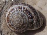 Caracol cabrilla - Otala punctata. Pea de Martos - Martos