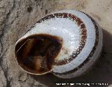 Caracol cabrilla - Otala punctata. Pea de Martos - Martos