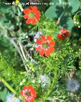 Gota de sangre - Adonis annua. Navas de San Juan