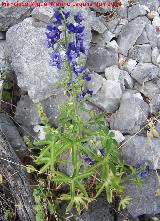 Albarraz - Delphinium staphisagria. Cerro La Veleta - Jan