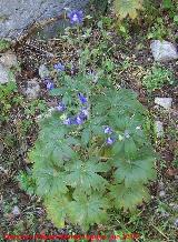 Albarraz - Delphinium staphisagria. Barranco de la Tinaja - Jan