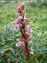 Orqudea colina - Orchis collina. Cerro Algarrobo - Fuensanta de Martos