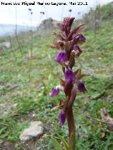 Orqudea colina - Orchis collina. Cerro Algarrobo - Fuensanta de Martos