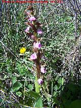 Orqudea colina - Orchis collina. Mocln